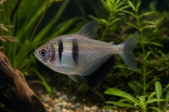 Gymnocorymbus ternetzi Veuve
