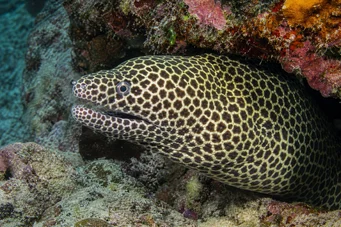 Gymnothorax favagineus Murène léopard
