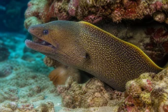 Gymnothorax flavimarginatus Murène liséré jaune