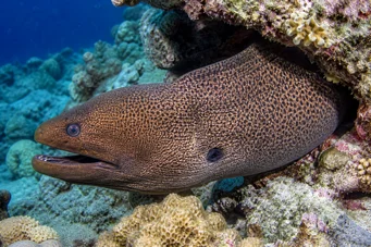 Gymnothorax javanicus Murène géante