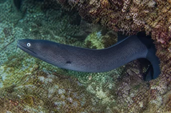 Gymnothorax monochrous Murène grise