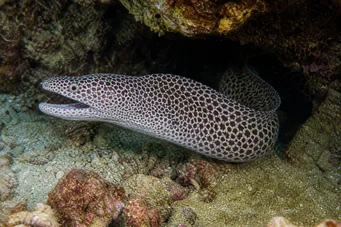 Gymnothorax rueppelliae Murène tête jaune