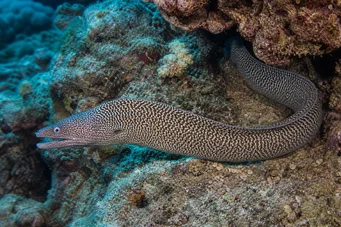 Gymnothorax undulatus Murène ondulée
