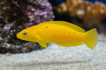 Halichoeres Chrysus Labre Jaune / Labre Canari