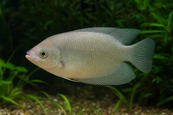 Helostoma temmincki Kissing - Gourami embrasseur