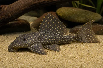 Hemiancistrus annectens Hemiancistrus annectens