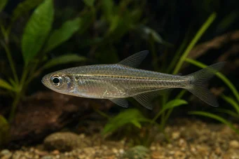 Hemigrammocharax lineostriatus Tétra-fléchette africain à lignes