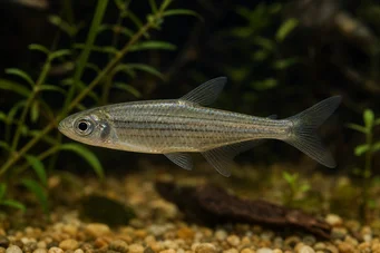 Hemigrammocharax multifasciatus Tétra-fléchette africain à damier