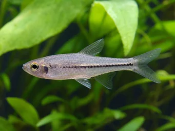 Hemigrammopetersius barnadi Tétra de Barnard