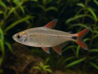 Hemigrammus caudovittatus Tétra de Buenos Aires