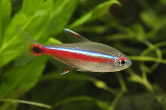 Hemigrammus pulcher Tetra joli