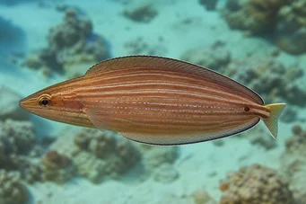 Hemipteronotus taeniourus Labre masqué