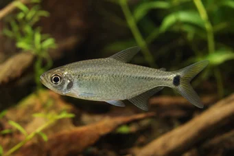 Hemigrammus caudovittatus / Hyphessobryc Tétra à losange