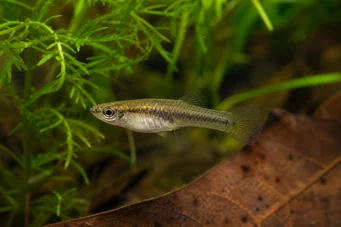 Heterandria formosa Poisson moustique
