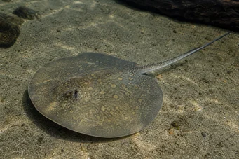 Himantura oxyrhynchus Raie tachetée indo-australienne
