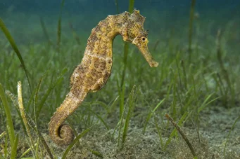 Hippocampus guttulatus Hippocampe de la Méditerranée