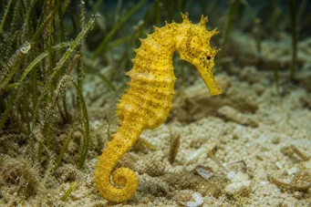Hippocampus kuda Hippocampe doré