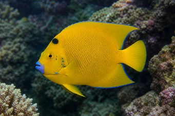 Holacanthus trimaculatus Poisson-ange à trois taches