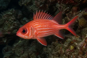 Holocentrus diadema Soldat rayé