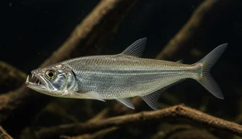 Hydrolycus scomberoides Tétra-loup, characin-tigre