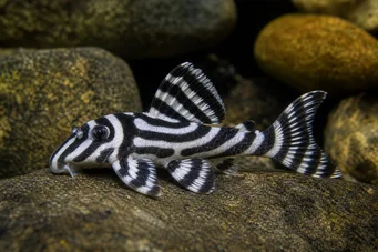 Hypancistrus zebra Pleco zèbre