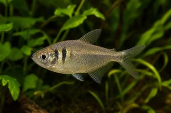 Hyphessobrycon bifasciatus Tétra jaune