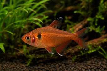 Hyphessobrycon callistus Rubis du paraguay