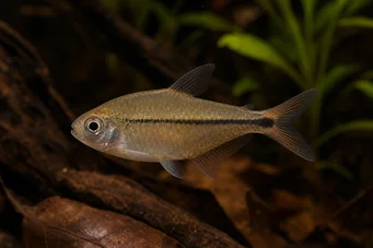 Hyphessobrycon copelandi Tétra de copeland
