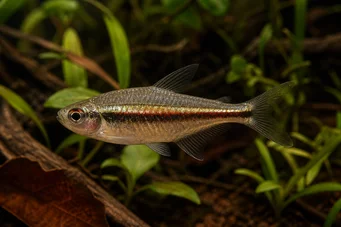 Hyphessobrycon heterorhabdus Drapeau belge