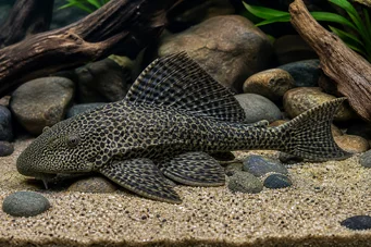 Hypostomus grandiosus Pléco léopard