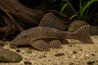 Hypostomus multiradiatus Hypostomus multiradiatus