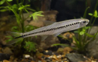Iguanodectes spilurus Tétra-iguane