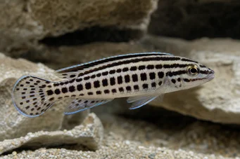 Julidochromis marlieri Julie de Marlier, Julido à damier