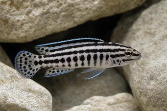Julidochromis transcriptus Transcriptus