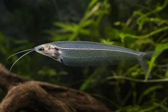 Kryptopterus bicirrhis Silure de verre