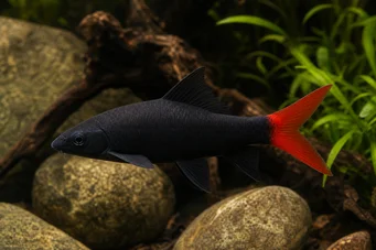 Labeo bicolor Queue rouge