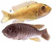 Labeotropheus fuelleborn... Labeotropheus fuelleborn...