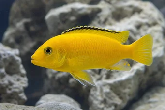 Labidochromis caeruleus Labido jaune