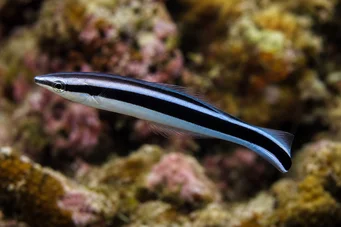 Labroides phtirophagus Labroïde à queue rouge