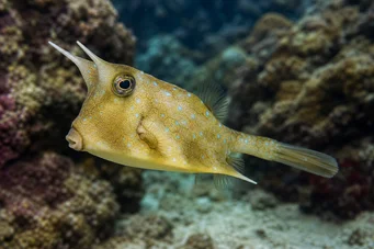 Lactoria cornuta Poisson-vache