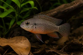 Laetacara dorsigera Dorsigera