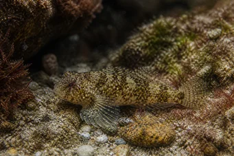 Lepadogaster candollei Porte-écuelle