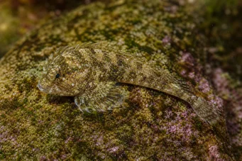 Lepadogaster lepadogaster nindus Porte-écuelle naine à barbillons