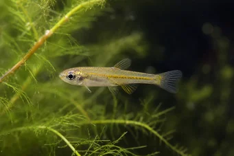 Lepidarchus adonis Tétra adonis, tétra nu
