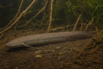 Lepidosiren paradoxa Lépidosirène d'Amérique du Sud