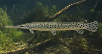 Lepisosteus oculatus Lépisostée ocelée