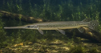 Lepisosteus osseus Brochet crocodile