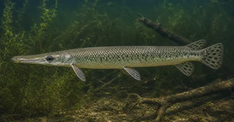 Lepisosteus platostomus Lépisostée à plateau