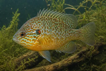 Lepomis gibbosus Perche-soleil ou Perche arc-en-ciel