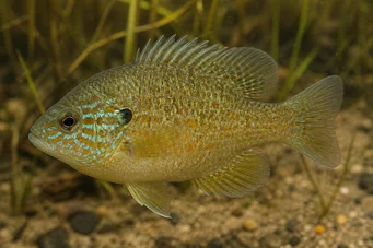 Lepomis humilis Perche-soleil à points oranges